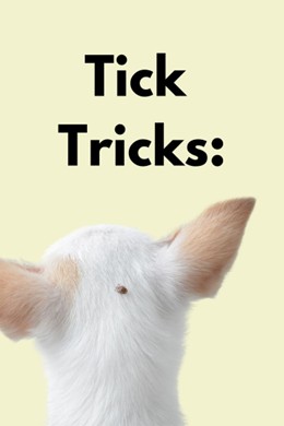 Natural Tick Protection Dog